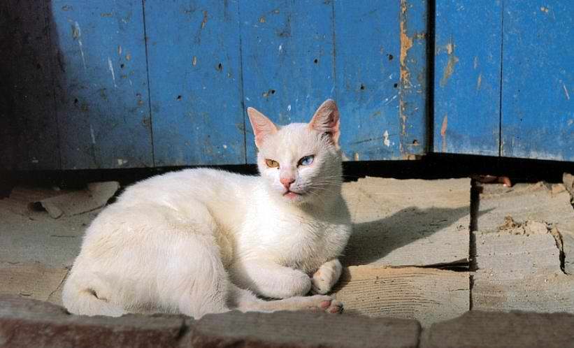 Gatti (23)